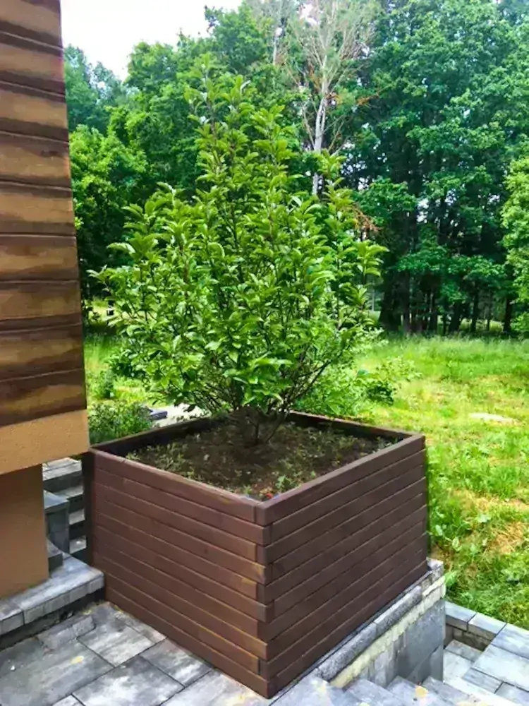 Smrkový záhon výška 49 cm