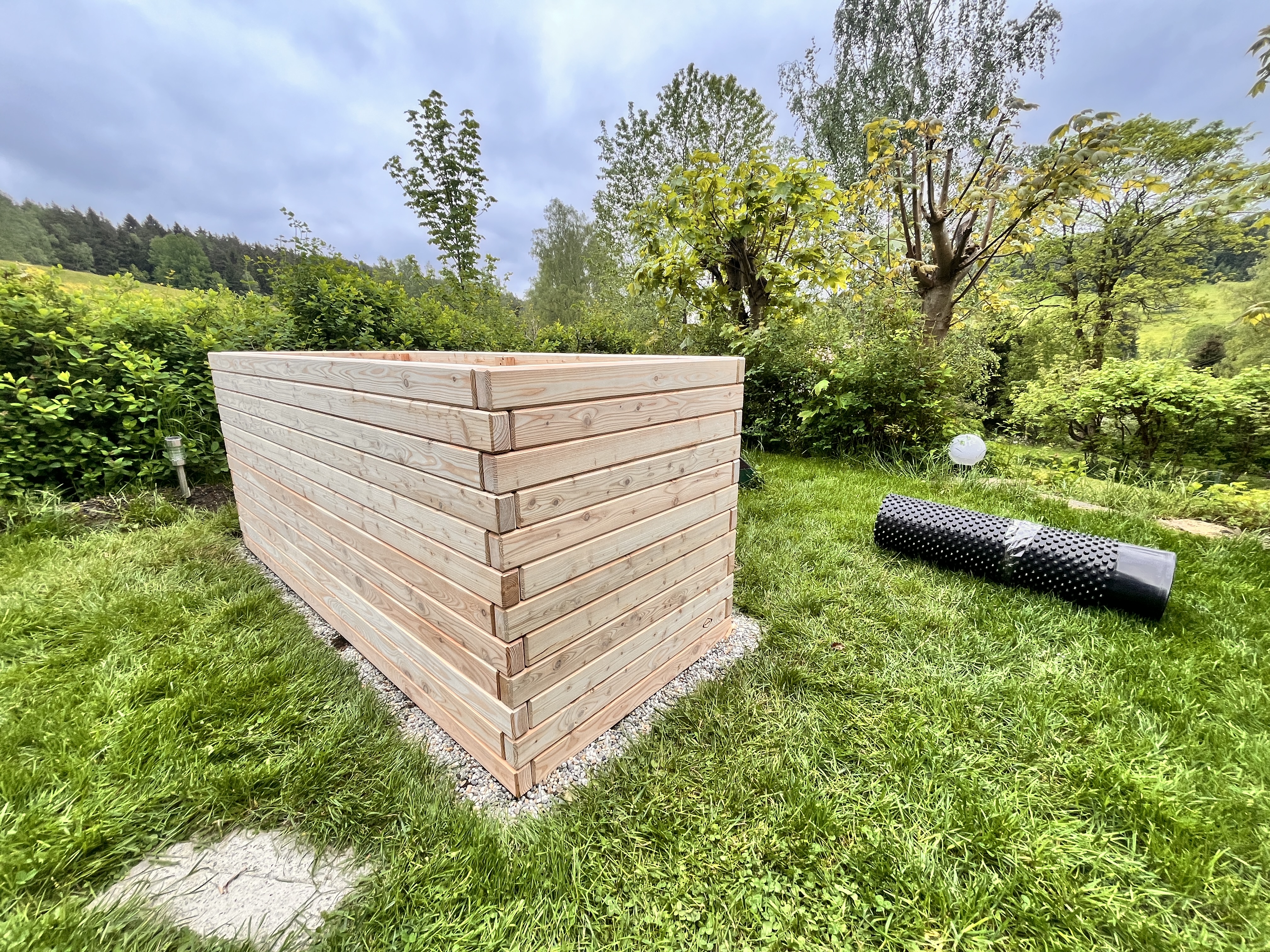 Modřín evropský MASIV výška 70 cm