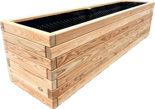 Modřín evropský MASIV výška 42 cm